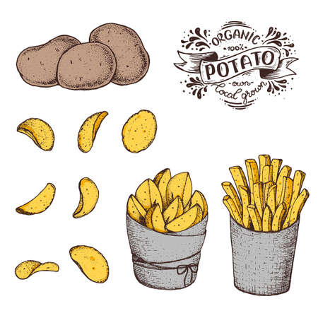 Potato vector illustration. Raw potato, french fries, rustic potatoes and chips hand drawn. Colorful illustration.のイラスト素材