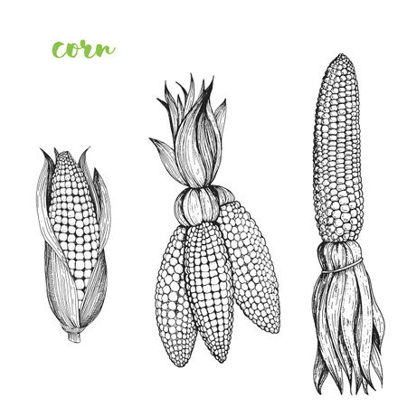 Corn vector illustration. Engraved image. Sketch food illustration. Vegetable hand drawnのイラスト素材