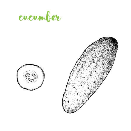 Cucumber vector illustration. Engraved image. Sketch food illustration. Vegetable hand drawnのイラスト素材