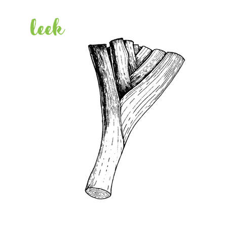 Leek vector illustration. Engraved image. Sketch food illustration. Vegetable hand drawnのイラスト素材