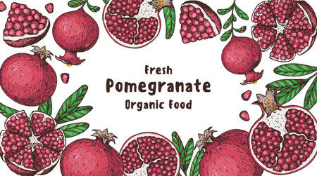 Pomegranate fruit hand drawn design. vector illustration. Design, package, brochure illustration. pomegranate border illustration. Design elements for packaging design and other.のイラスト素材