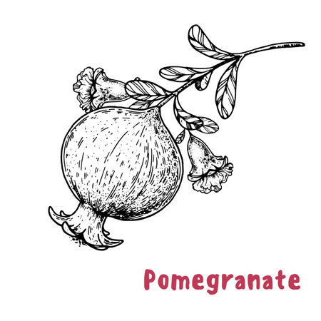 Pomegranate fruit hand drawn sketch. vector illustration. Design, package, brochure illustration. pomegranate illustration. Design elements for packaging design and other.のイラスト素材