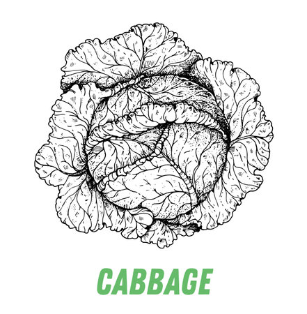 Cabbage sketch. hand drawn vector illustration. engraved image. Cabbage vegetable hand drawn sketch.のイラスト素材