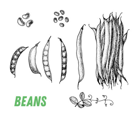 beans sketch. hand drawn vector illustration. engraved image. Green pea vegetable hand drawn sketch.のイラスト素材