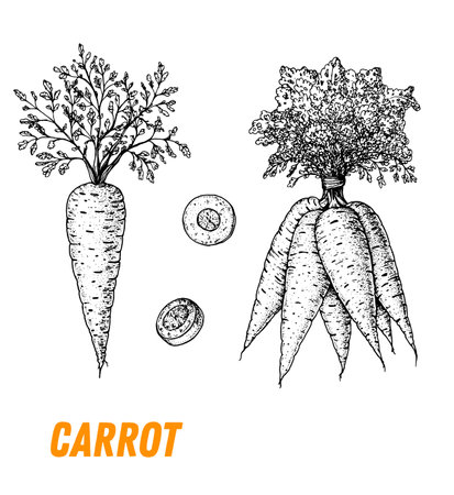 carrot sketch. hand drawn vector illustration. engraved image. Carrot vegetable hand drawn sketch.のイラスト素材
