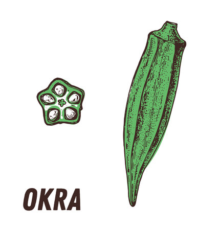 Okra sketch. hand drawn vector illustration. engraved image. Okra vegetable hand drawn sketch.のイラスト素材