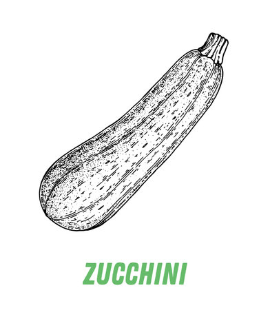 Zucchini sketch. hand drawn vector illustration. engraved image. Zucchini vegetable hand drawn sketch.のイラスト素材