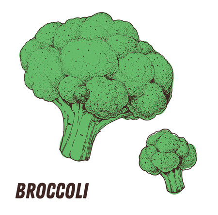 Broccoli sketch. hand drawn vector illustration. engraved image. Broccoli vegetable hand drawn sketch.のイラスト素材