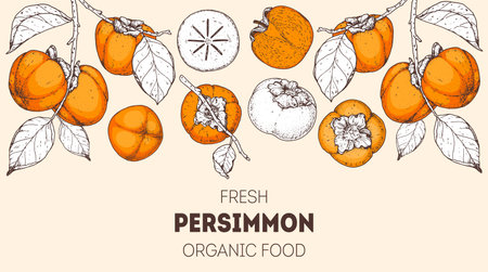 Persimmon fruit hand drawn design. Vector illustration. Design, package, brochure illustration. Persimmon fruit frame illustration. Design elements for packaging design and otherのイラスト素材