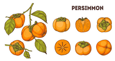 Persimmons fruit. Hand drawn design elements. Vector illustration. Design, package, brochure illustration. Persimmon fruit illustration. Design elements for packaging design and other.のイラスト素材