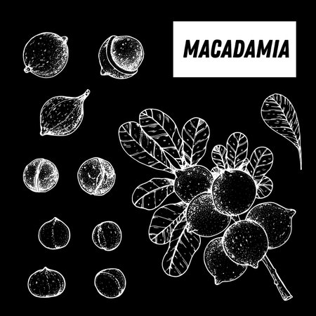 Macadamia hand drawn sketch. Nuts vector illustration. Macadamia branch. Organic healthy food. Great for packaging design. engraved style. Black and white color.のイラスト素材