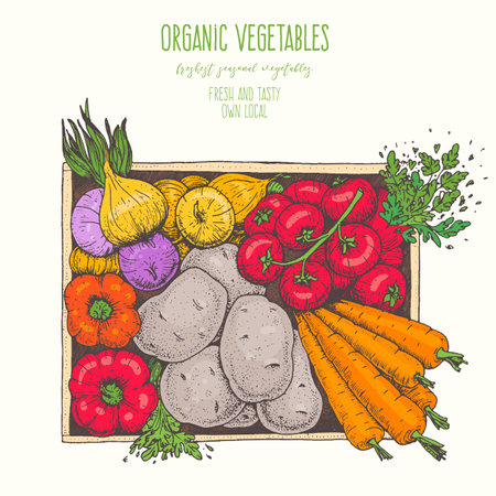 Harvest vegetables in the box. hand drawn vector illustration. engraved style. top viewのイラスト素材