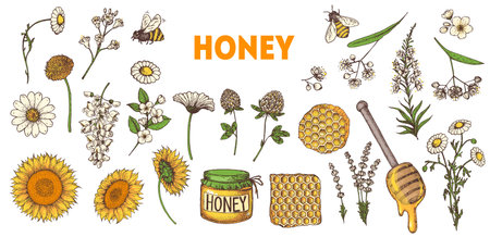 Honey hand drawn vector illustration. Healthy food illustration. Hand drawn cartoon elements collection. Honeycomb, bee, flowers, jar of honey.のイラスト素材