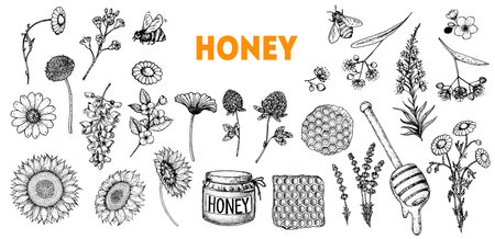Honey hand drawn vector illustration. Healthy food illustration. Hand drawn sketch elements collection. Honeycomb, bee, flowers, jar of honey sketch.のイラスト素材