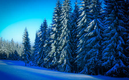 Winter forest.の写真素材