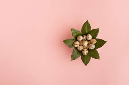 A nest made of green leaves filled with quail eggs on a pink background. Flat lay Easter concept with copy space.の写真素材