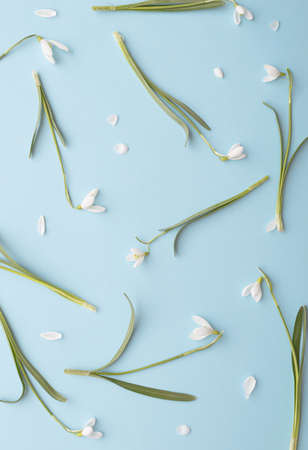 Snowdrop flower spontaneously arranged  on a blue background.. Spring concept minimal pattern. Flat lay frame.の写真素材