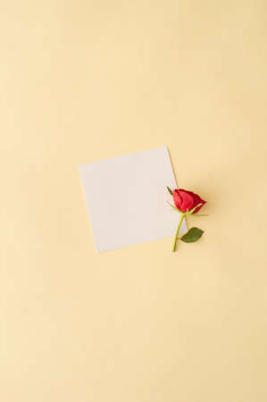 Red rose on a light background with copy  space. Simple concept. Minimal flat lay composition. Spring 2021の写真素材
