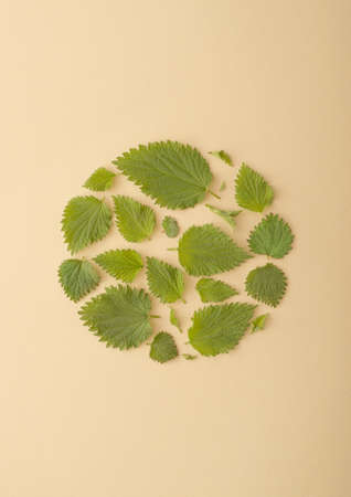 Nettle leaves arranged in a circle on a cream background. Healthy life inspiration. Nature spring  concept 2021の写真素材