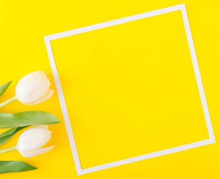Two white tulip flowers on a yellow background with a white frame. Large copy space. Spring opstimistic concept. Minimal style. Flat layの写真素材