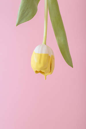A white tulip flower immersed in a leaking yellow paint. Spring creative concept. Pink background. Minimal photography style.の写真素材