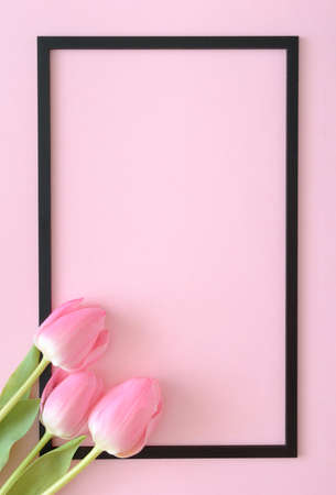 Pink tulips coming out of the corner on a pink background with a black frame. Spring still life...