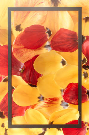 Tulip flower petals arranged spontaneously all over the background and a black frame was placed over them. Spring Summer concept of flowers.の写真素材