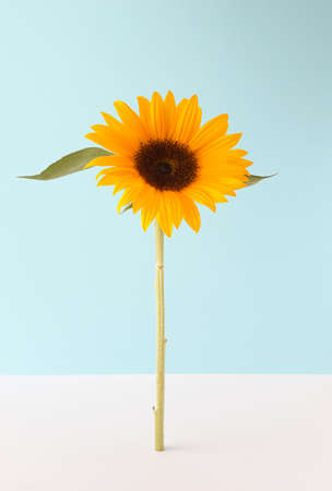 Tall sunflower on a combination of blue and white background. Spring summer floral concept....