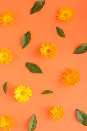 Orange flowers and leaves on an orange background. Monochromatic colorsの写真素材