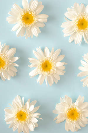 White flowers arranged in a pattern on a blue backgroundの写真素材