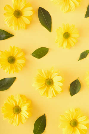 Pattern made of yellow chrysanthemum flowers and green leaves on a yellow background. Monochromatic nature flower concept.の写真素材