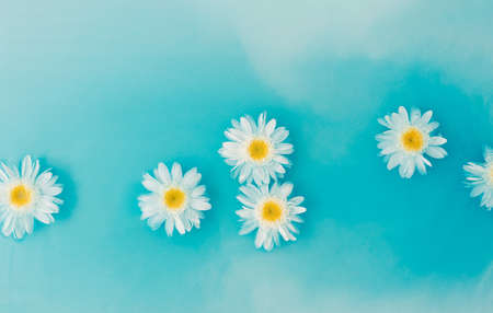 White daisy flower floats in water. The concept of summer sea and flowers