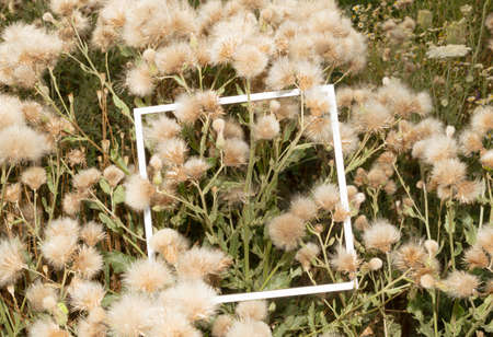 Wild grass bloomed on the lawn with a cube of white frame. The concept of weedsの写真素材