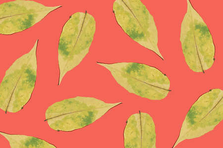 Yellowed dry leaves on a red background. Autumn pattern of dried leafの写真素材