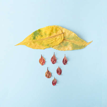 Dried yellow leaves with several small leaves below on a blue background. Autumn rainy concept of...