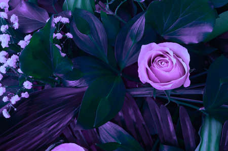 Natural background with a combination of different types of leaves, tropical palms and rose flowers. Purple vibrant light effect. Natural visual bacground.の写真素材