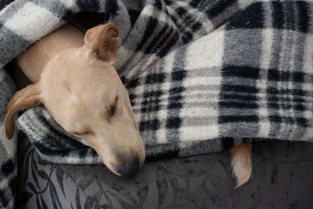 Tired dog sleeping under blanket on ottoman, sheet covering most of body, leaving only face...