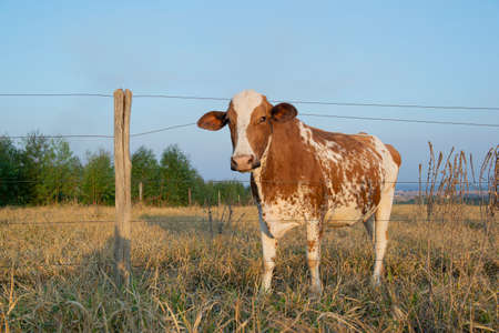 Close up of beautiful brown and white spotted Dutch cow (Holstein Friesian) at sunset. cow with ticks parasitizing its ear. Parasitism is an inharmonic interspecific ecological relationship.の写真素材