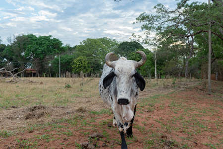 Close up of a Gyr bull eating in a feeder near a barbed wire fence in a farm in Brazil. Raising beef cattle intensively. Easy to handle cattle and ideal for the tropical climate. meat export and tradeの写真素材