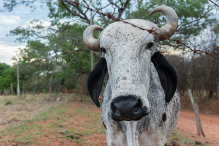 Close up of a horned steer of the Gir breed of white and black coloration. Gir is a Zebu breed of Indian origin. Dairy cattle on farm in rural Brazil.の写真素材