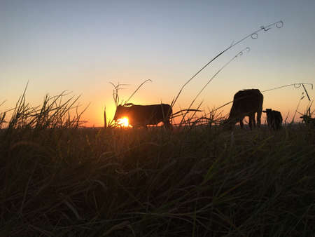 Silhouette of oxen or cows grazing and eating grass at sunset, Sun being covered by the body of the...