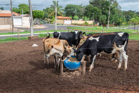 Cows eating from trough made of blue plastic barrels. Cows of different breeds being bred intensively. cows eating hay in cowshed. Cattle eating in the trough, in confinement. Countryside of Brazil.の写真素材