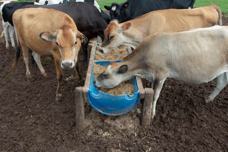 Cows eating from trough made of blue plastic barrels. Cows of different breeds being bred intensively. cows eating hay in cowshed. Cattle eating in the trough, in confinement. Countryside of Brazil.の写真素材