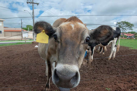 Closeup of cow on Brazilian farm. Beef cattle, Ox resulting from the cross between different breeds. Brazilian livestock is one of the largest in the world. Intensive cattle breeding regime.の写真素材