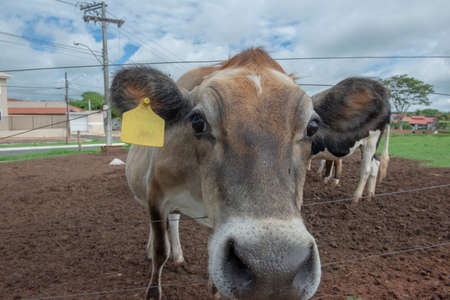 Closeup of cow on Brazilian farm. Beef cattle, Ox resulting from the cross between different breeds. Brazilian livestock is one of the largest in the world. Intensive cattle breeding regime.の写真素材