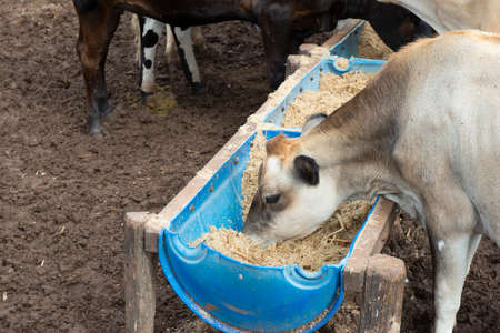 Cows eating from trough made of blue plastic barrels. Cows of different breeds being bred intensively. cows eating hay in cowshed. Cattle eating in the trough, in confinement. Countryside of Brazil.の写真素材