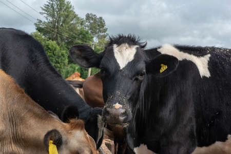Dairy cows feeding on lame grass. Brown, black and white cows on a small farm in rural Brazil, which is one of the largest producers of dairy and beef cattle.の写真素材