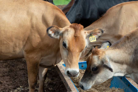 Cows eating from trough made of blue plastic barrels. Cows of different breeds being bred intensively. cows eating hay in cowshed. Cattle eating in the trough, in confinement. Countryside of Brazil.の写真素材