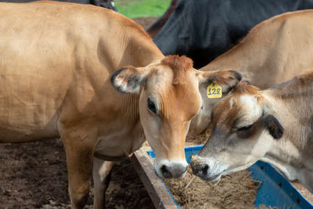 Cows eating from trough made of blue plastic barrels. Cows of different breeds being bred intensively. cows eating hay in cowshed. Cattle eating in the trough, in confinement. Countryside of Brazil.の写真素材
