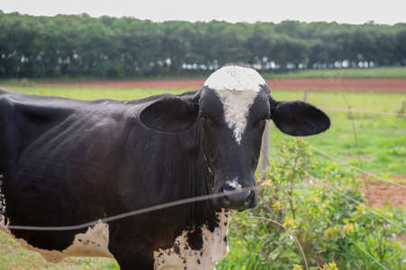 Closeup of cow on Brazilian farm. Beef cattle, Ox resulting from the cross between different breeds. Brazilian livestock is one of the largest in the world. Extensive cattle breeding regime.の写真素材
